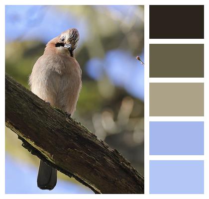 Eurasian Jay Ornithology Bird Image